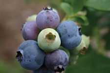 Blueberry Report: Counting On Cultivars