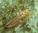 Pest Of The Month:  Melon Thrips