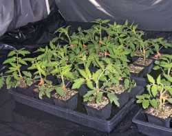 Gaining Grafting Knowledge