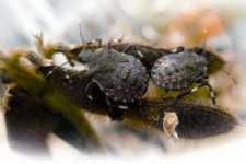 Stink Bug: A Grower's Nightmare