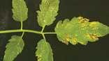 Pest Of The Month:  Gray Leaf Spot