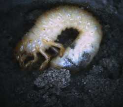 Pest Of The Month: Wireworm and White Grub