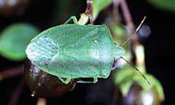 Managing Stink Bugs
