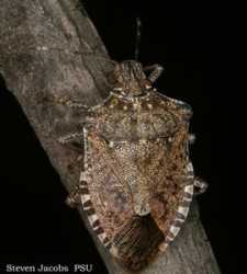 Stink Bug Destroys Half Of Pennsylvania's Peach Crop