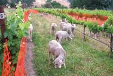 Woolly Weed-Eaters