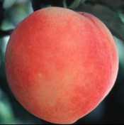 Florida Peach Picks