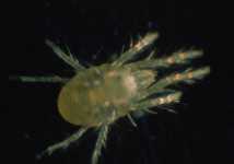 Top 5 Pest Threats