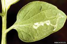 Pest Of The Month: Leafminers