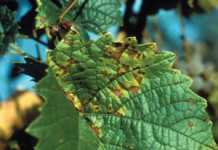 Pest Of The Month: Downy Mildew