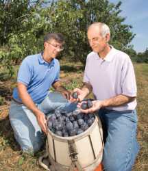 A Plum That Stands Up to Pox