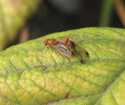 Pest Of The Month: Spotted Wing Drosophila