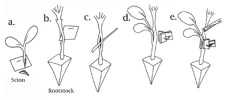 Melon Grafting: Side Insertion