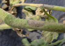 Early Blight And Target Spot Management Tips Watch Video