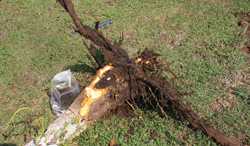 Rain in the fall following irrigation may have meant too much water for young walnut trees, resulting in damaged roots.