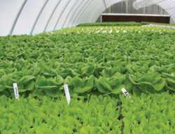 A Hydroponic Adventure