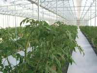 A Hydroponic Adventure