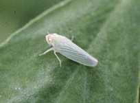 Pest Of The Month: Potato Leafhopper