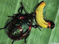 Beneficial Of The Month: Predaceous Stinkbug