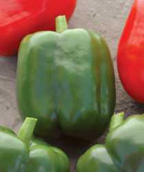 Variety File: Seminis