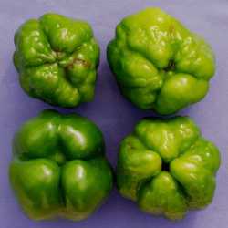 Pest Of The Month: Pepper Mild Mottle Virus