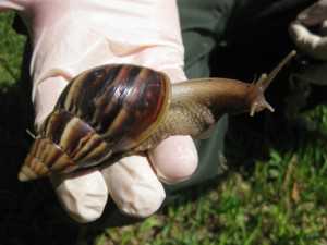 Giant Snails On The Attack In South Florida