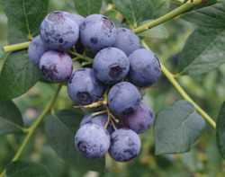 Special Blueberry Report: Banking On Berries With Bite