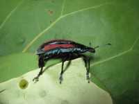 New Citrus Pest Alert