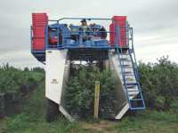 Special Blueberry Report: Logical Layout