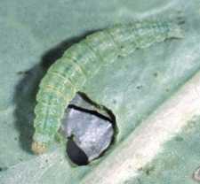 Pest Of The Month: Diamondback Moth