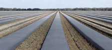 Product Profiles: Plastic Mulch