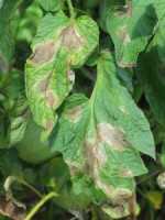Greenhouse Insider: 10 Steps To Reduce Late Blight Risk