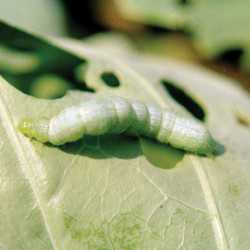 Pest Of The Month: Imported Cabbageworm