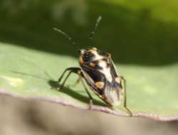 Pest Of The Month: Bagrada Bug