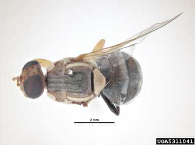 Exotic Fruit Fly Found In Central Florida