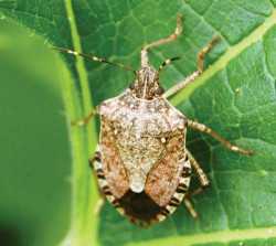 Pest Of The Month: Stink Bug