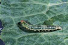 Pest Of The Month: Beet Webworms