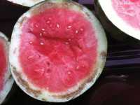 Pest Of The Month: Bacterial Rind Necrosis Of Watermelon