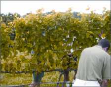 Vine Lines: Evaluating Vine Vigor