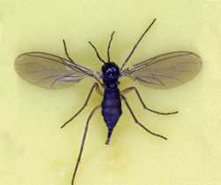 Pest Of The Month: Darkwinged Fungus Gnats