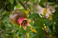 Potential New Cash Crop For Florida