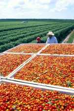 tomato field and workers in Florida
