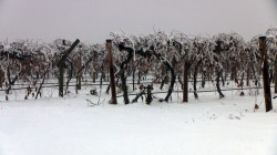 Grape Vineyard Covered in Snow