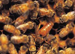 Honeybees_generic