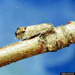 codling moth