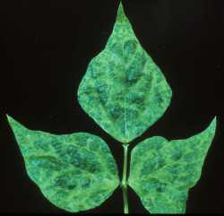 Bean Yellow Mosaic Potyvirus