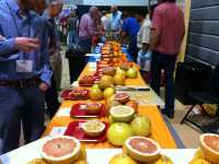 2012 Florida Citrus Show_Citrus Samples