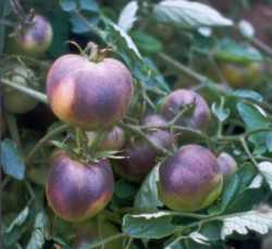 Purple Tomatoes