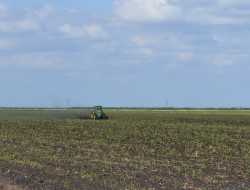 Florida Sugar Cane field