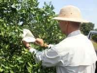 Monitoring Citrus Leafminers