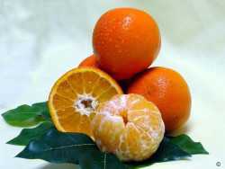 Sugar Belle Orange